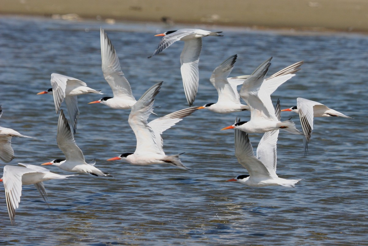 Elegant Tern - ML624151213