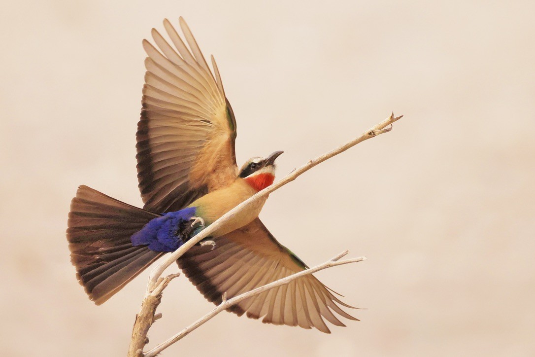 White-fronted Bee-eater - ML624151220