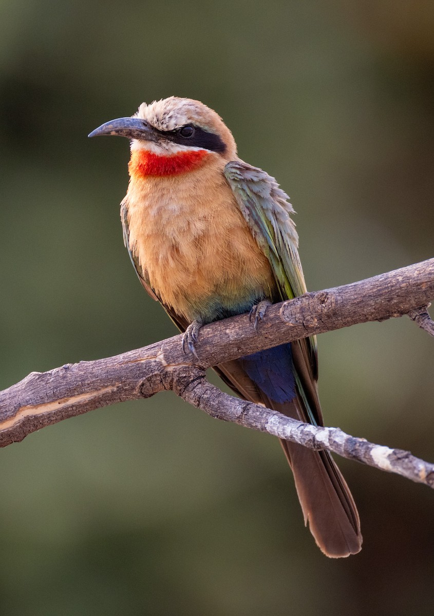 White-fronted Bee-eater - ML624151222