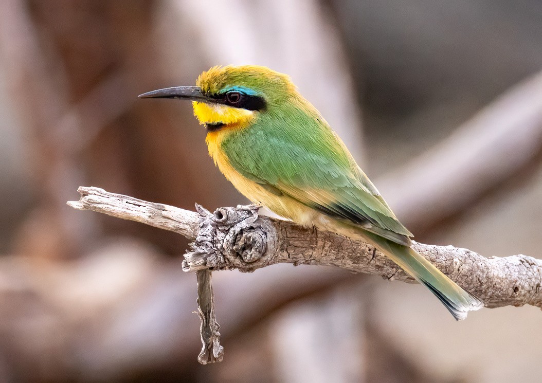 Little Bee-eater - ML624151225