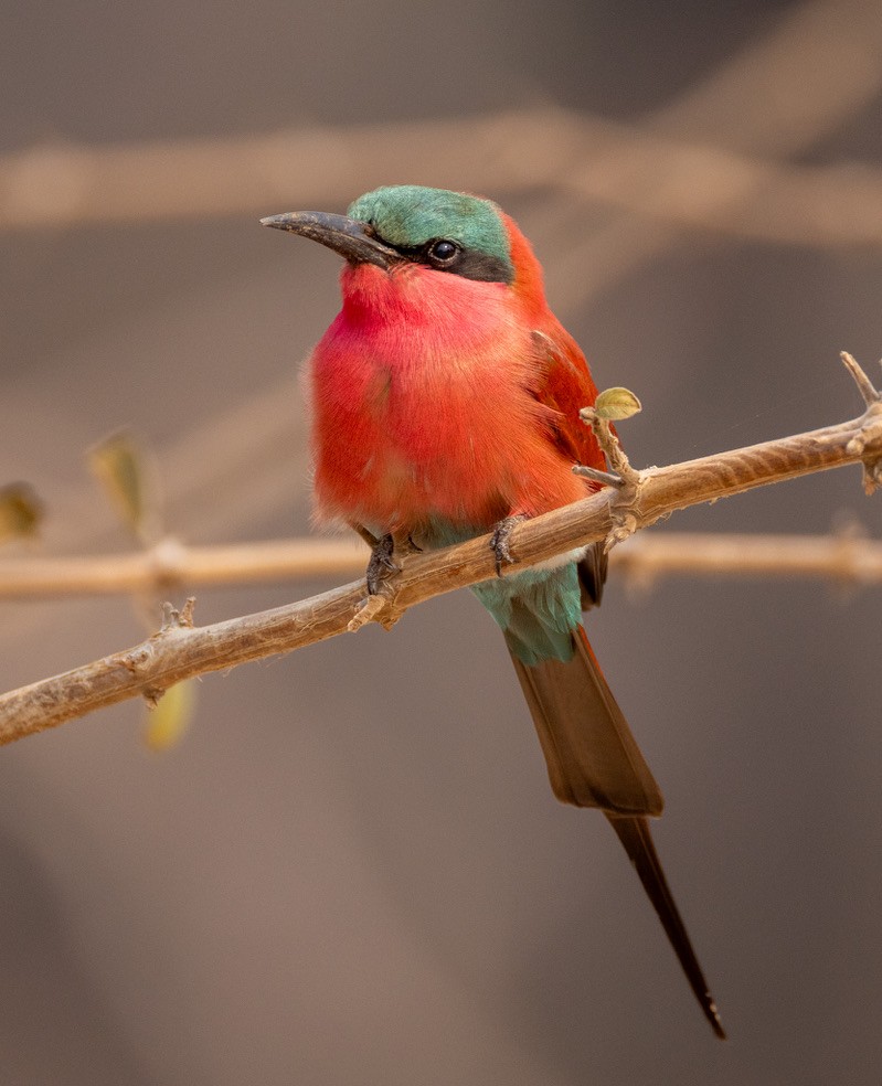 Southern Carmine Bee-eater - ML624151226