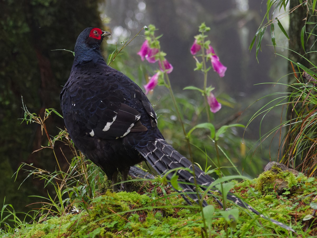 Mikado Pheasant - ML624151234