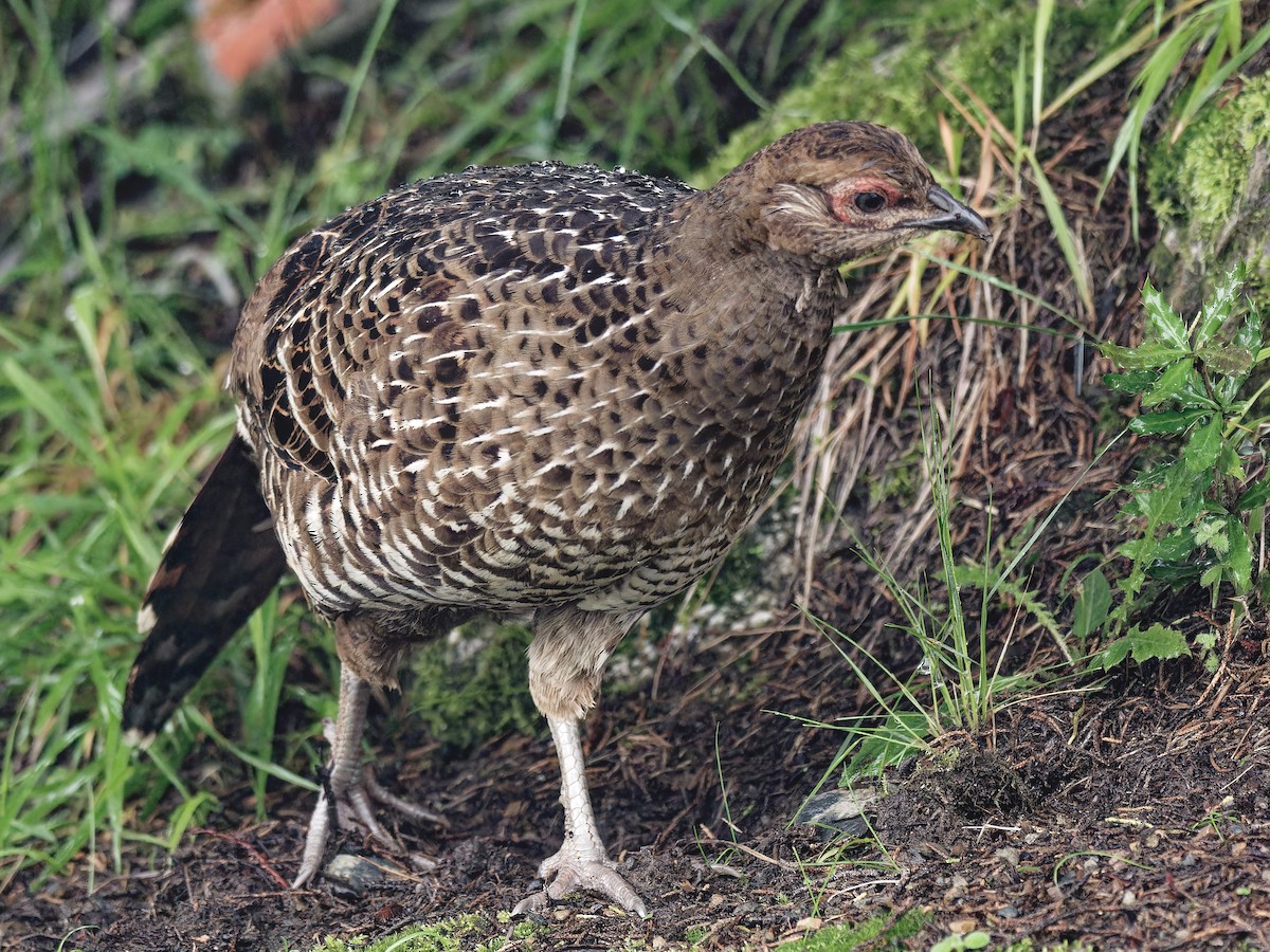 Mikado Pheasant - ML624151235