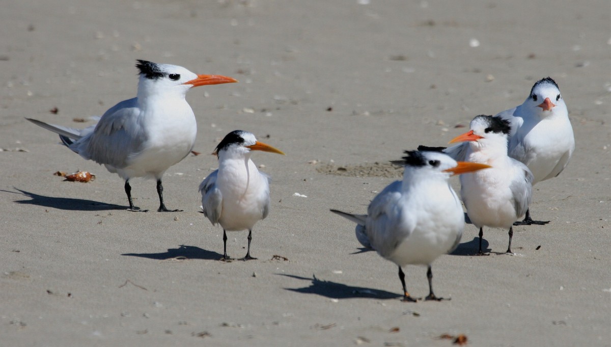 Royal Tern - ML624151236