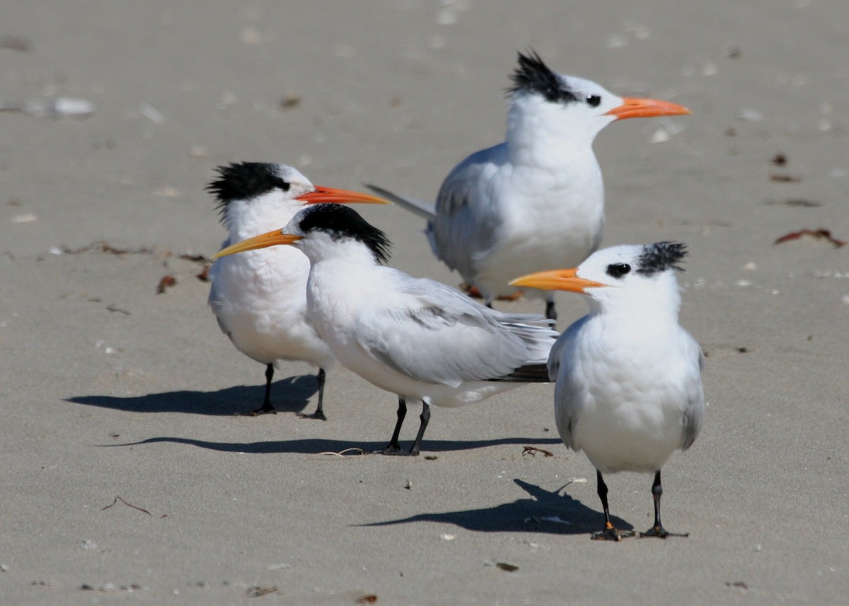 Royal Tern - ML624151237