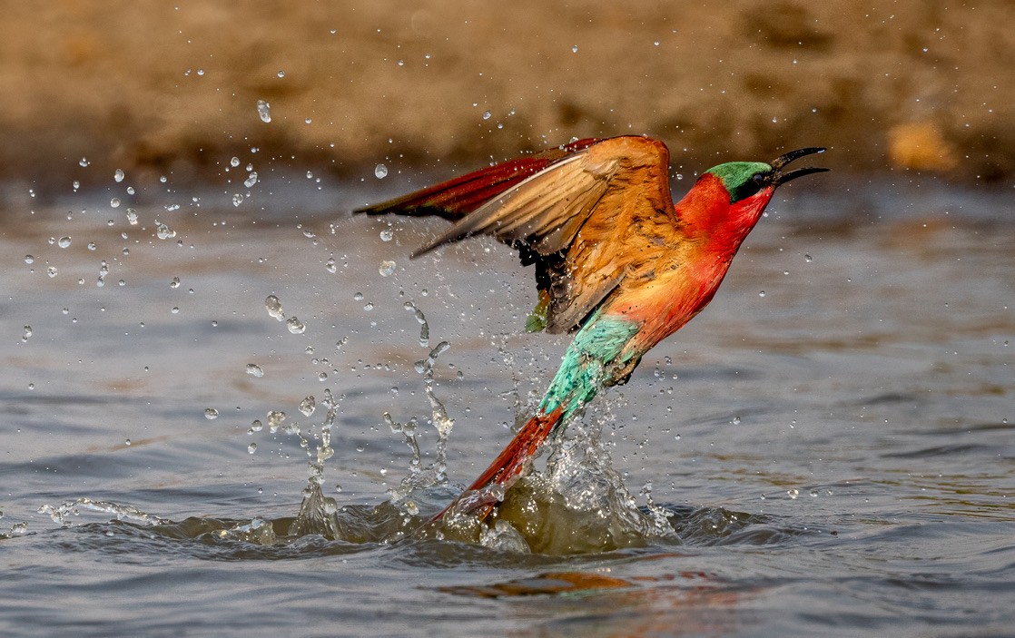 Southern Carmine Bee-eater - Bernat Garrigos