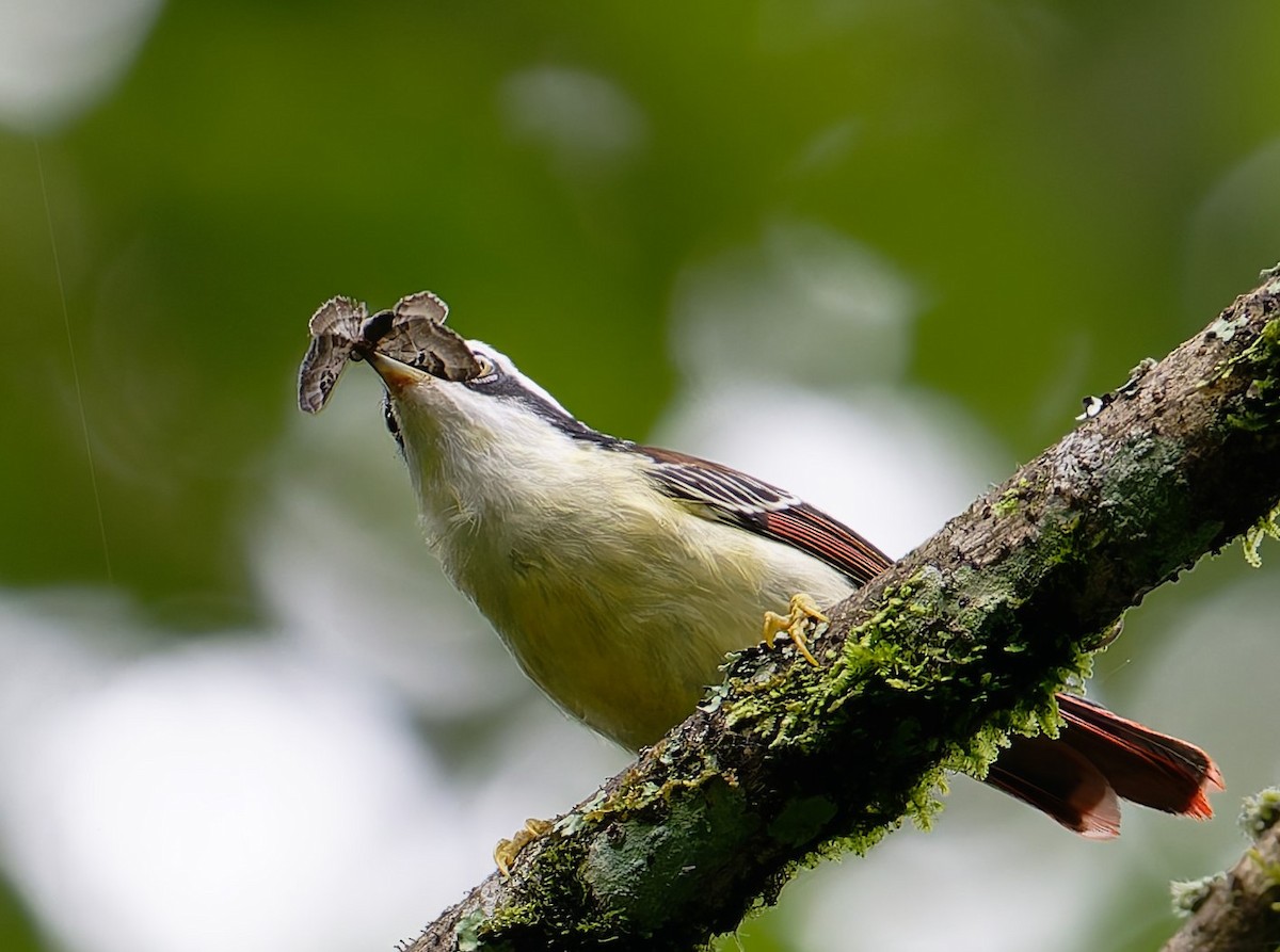 Red-tailed Minla - ML624151257