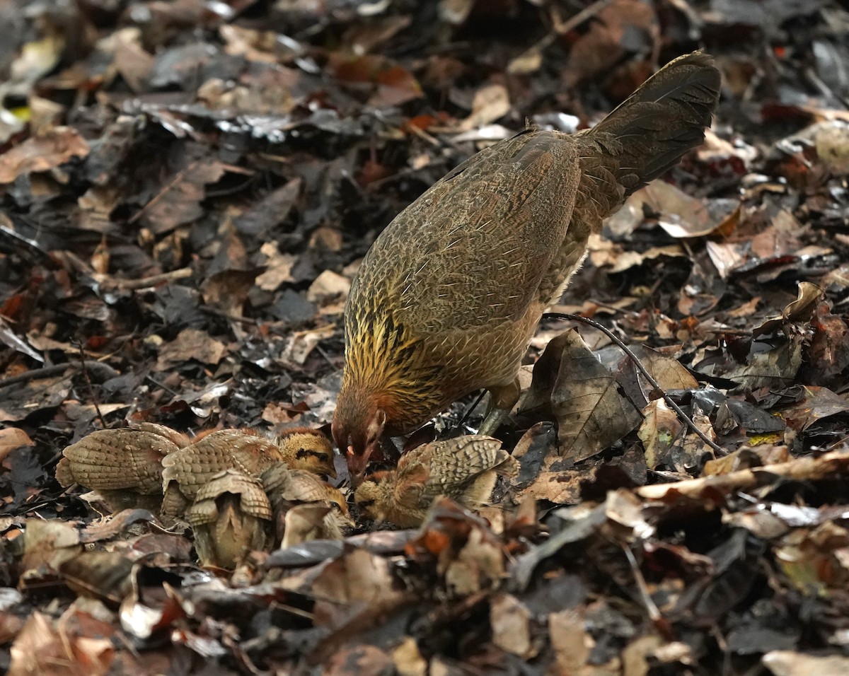 Red Junglefowl (Domestic type) - ML624151274