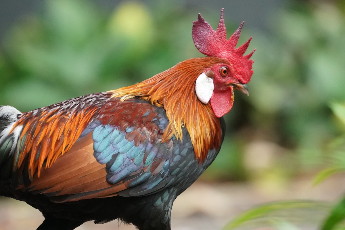 Red Junglefowl (Domestic type) - ML624151275