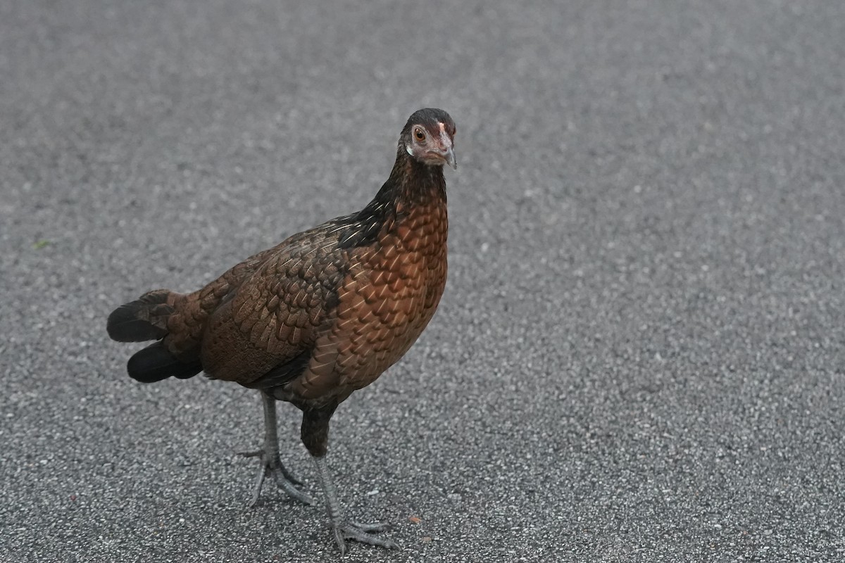 Red Junglefowl (Domestic type) - ML624151276