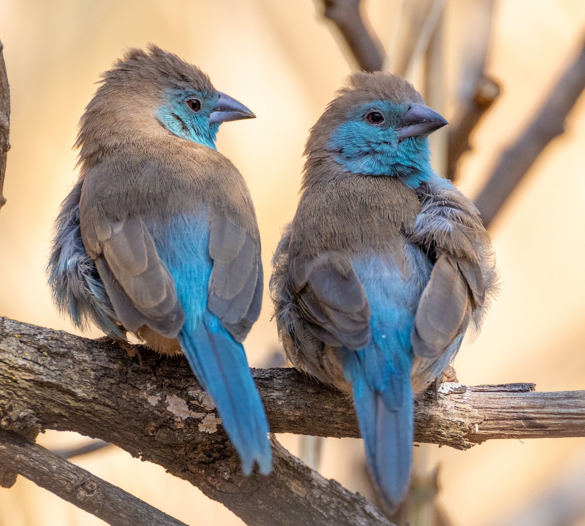 Southern Cordonbleu - ML624151280