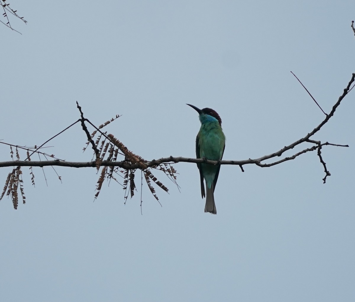 Abejaruco Gorjiazul - ML624151340