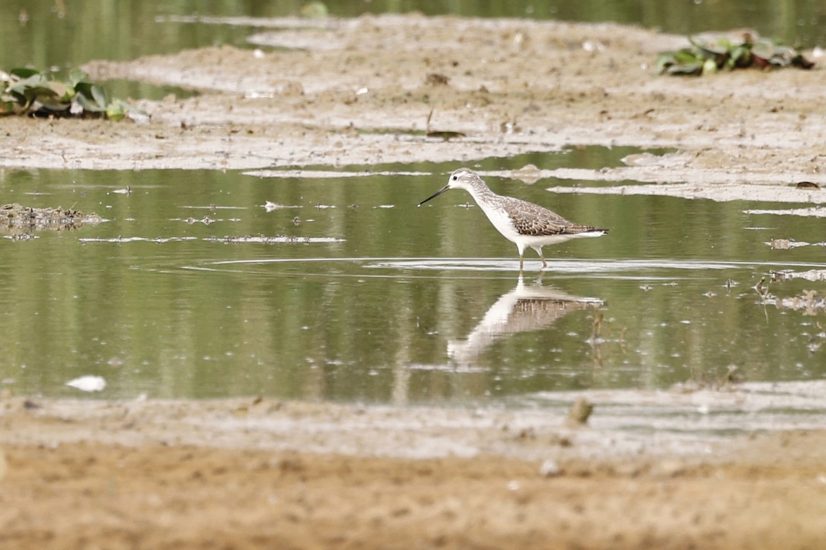 Marsh Sandpiper - ML624151354