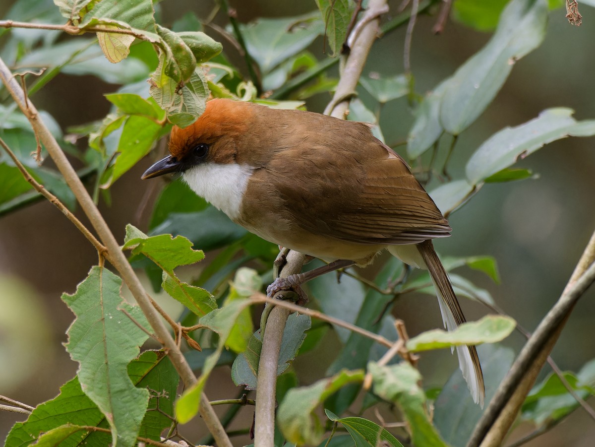 Rufous-crowned Laughingthrush - ML624151364