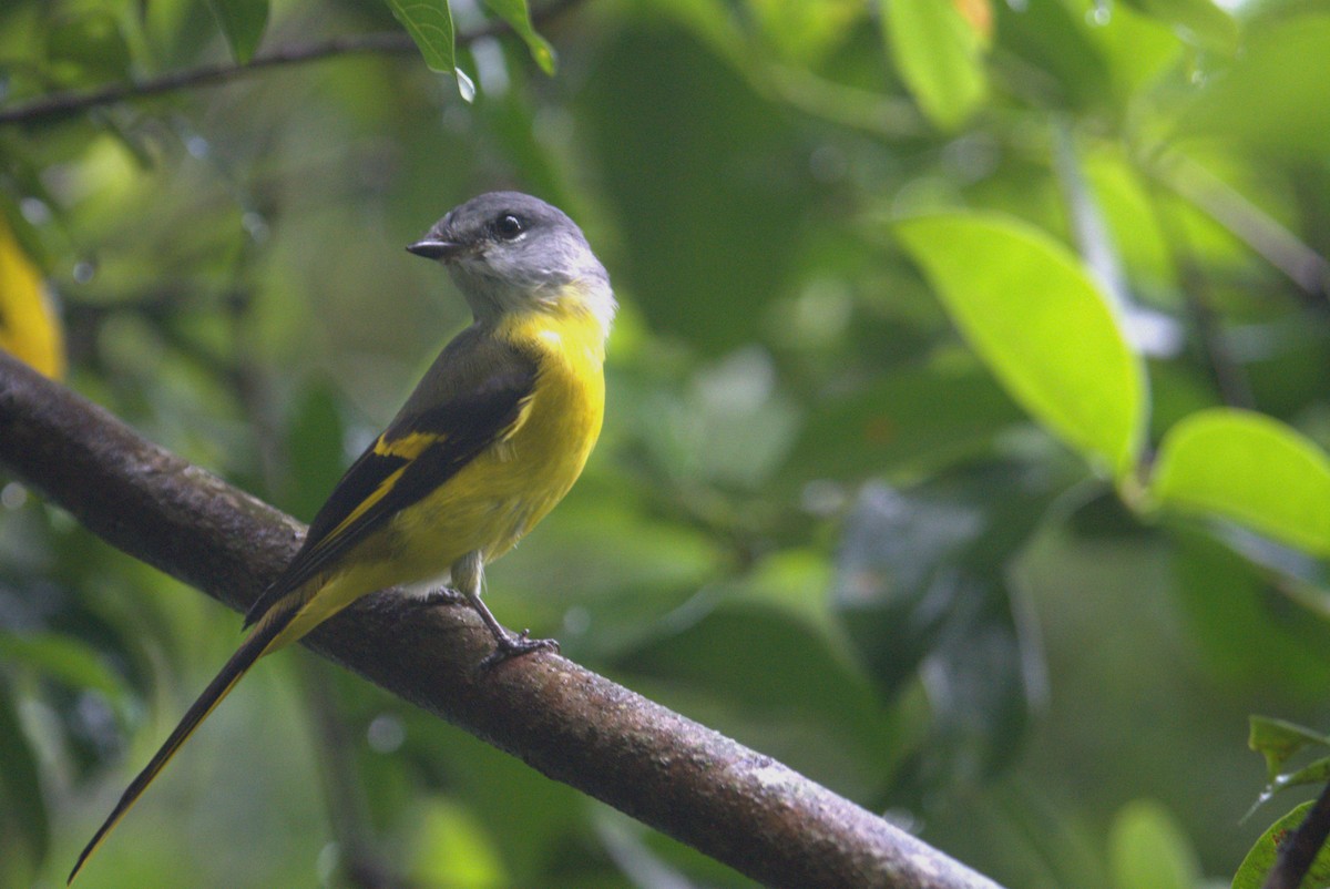 Gray-chinned Minivet - ML624151365