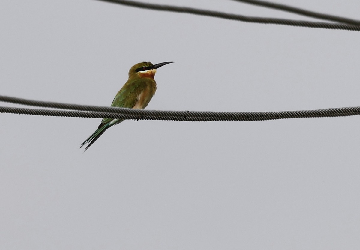 Blue-tailed Bee-eater - ML624151381