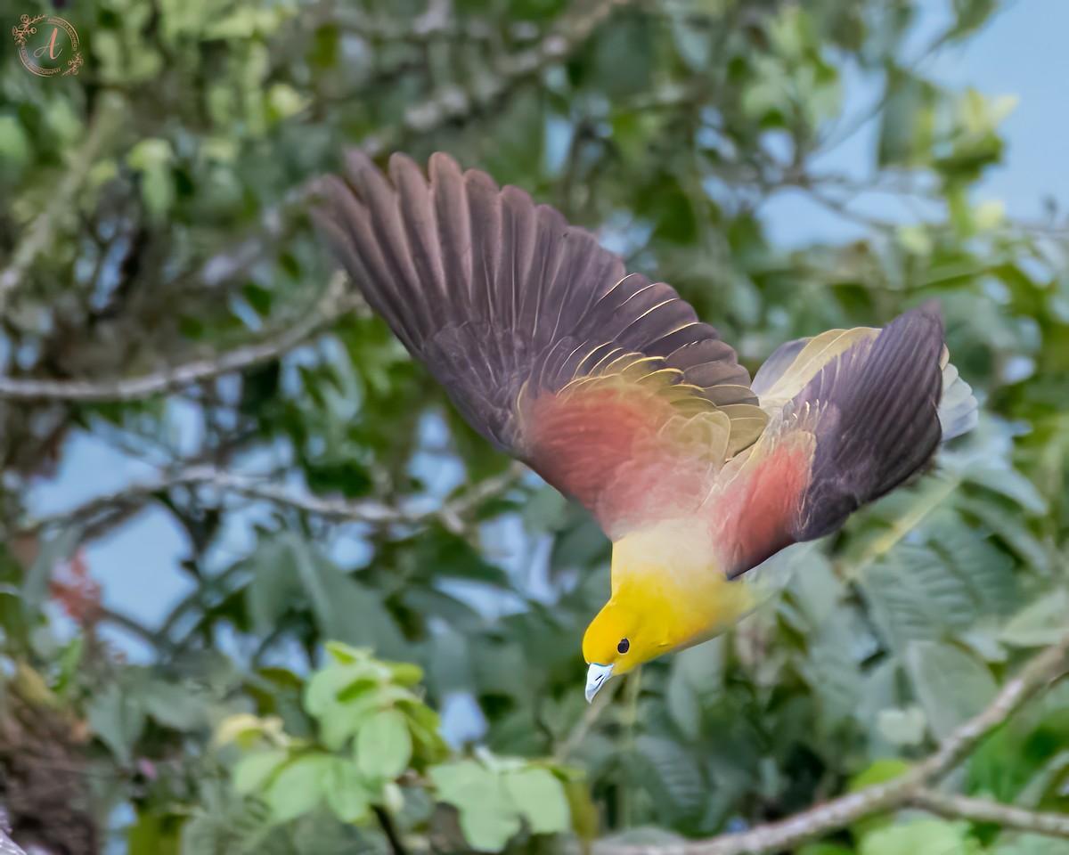 Wedge-tailed Green-Pigeon - ML624151383