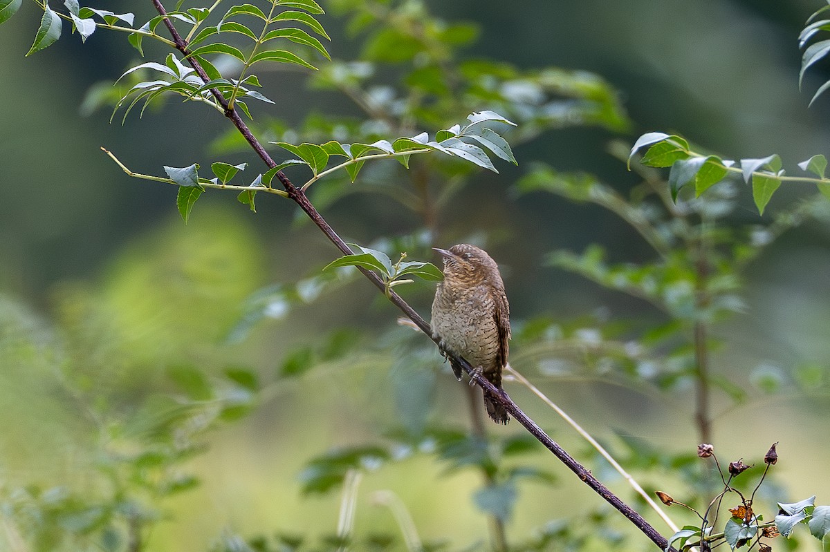 Eurasian Wryneck - ML624151395