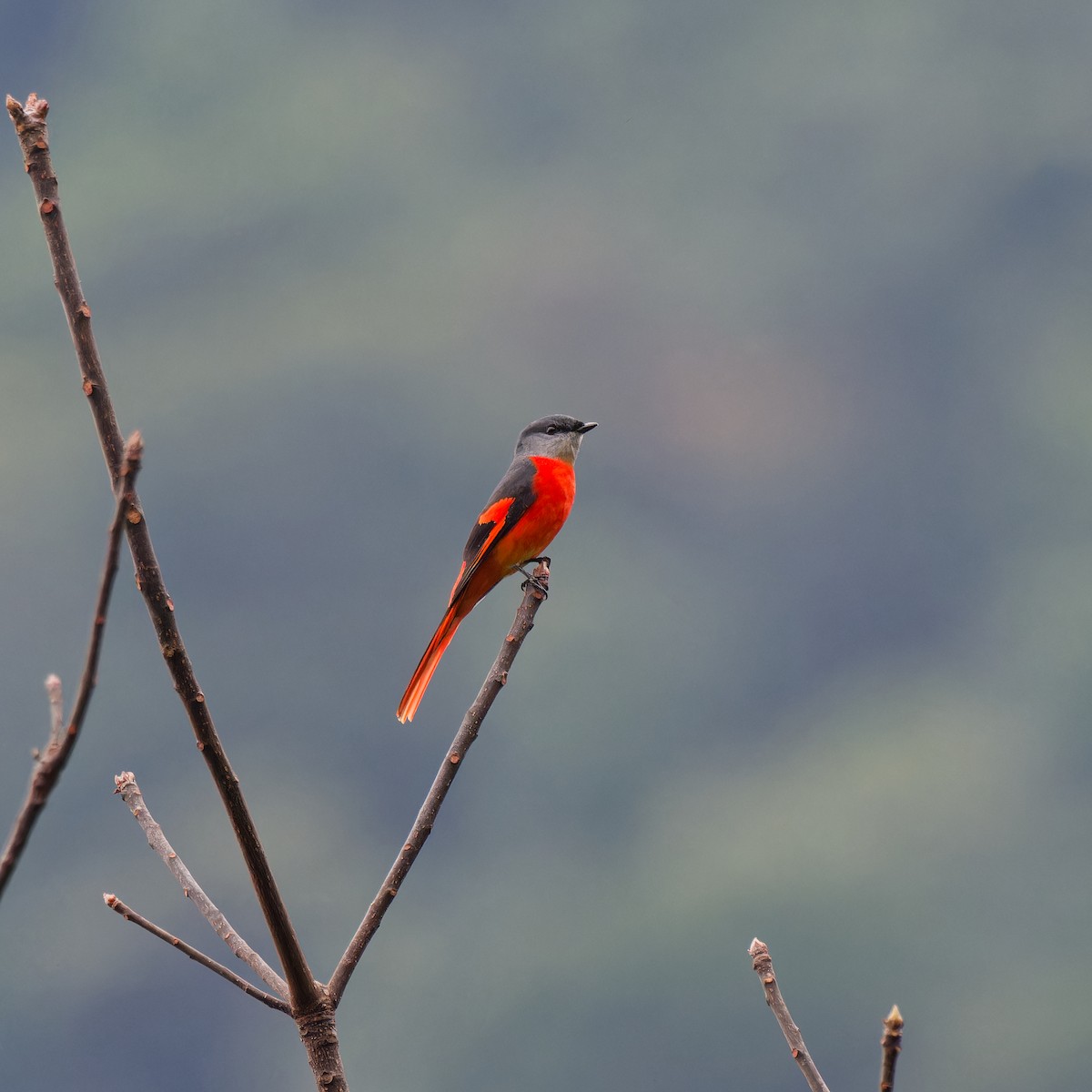 Gray-chinned Minivet - ML624151452