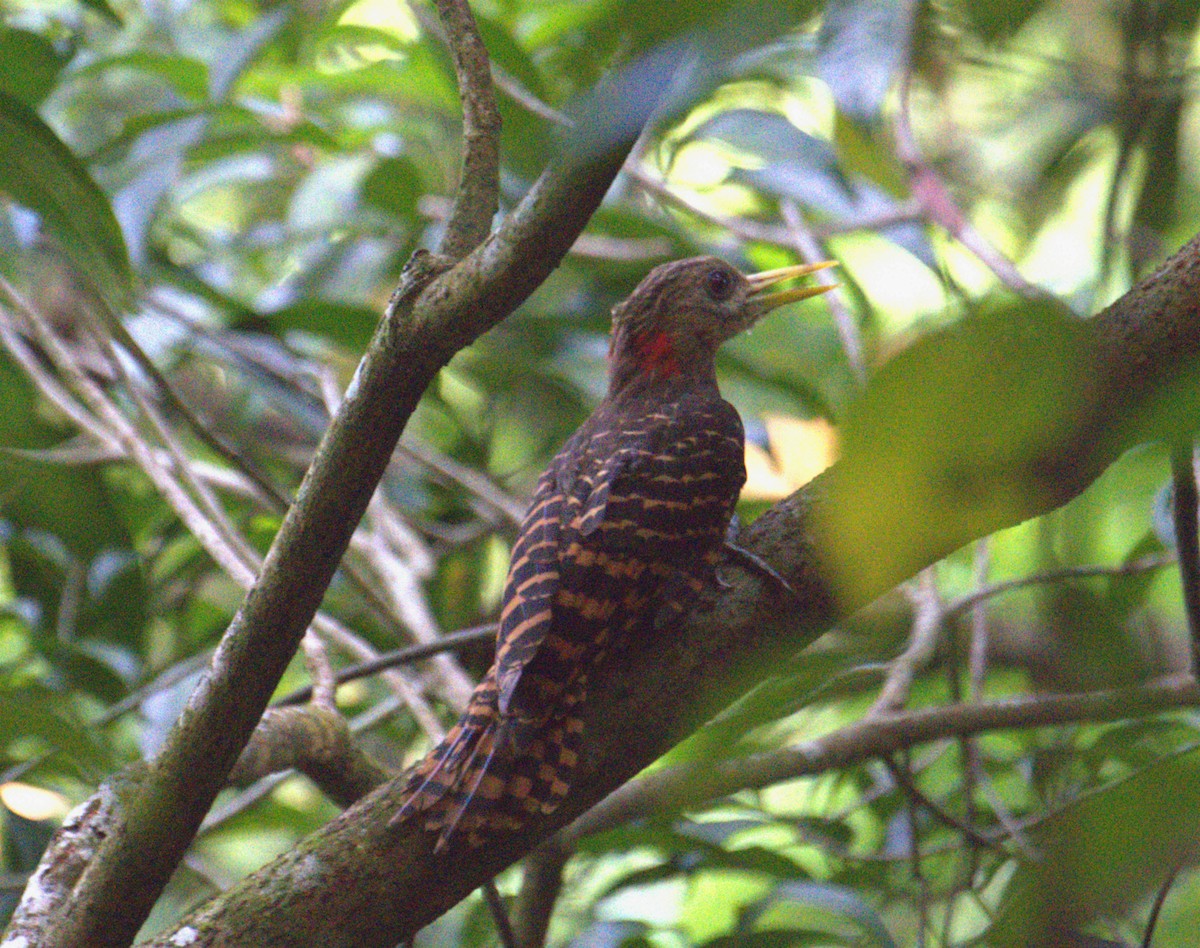 Bay Woodpecker - ML624151463