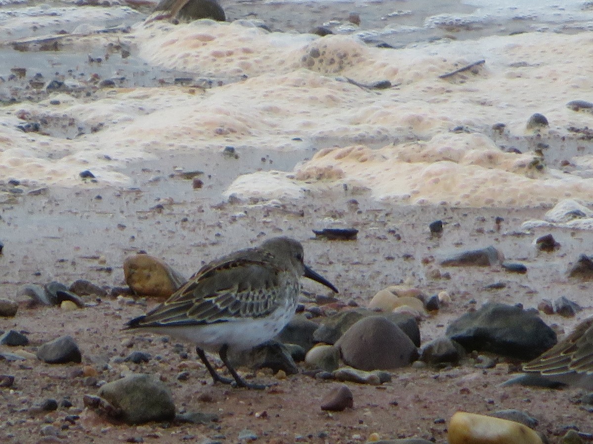 Dunlin - ML624151551