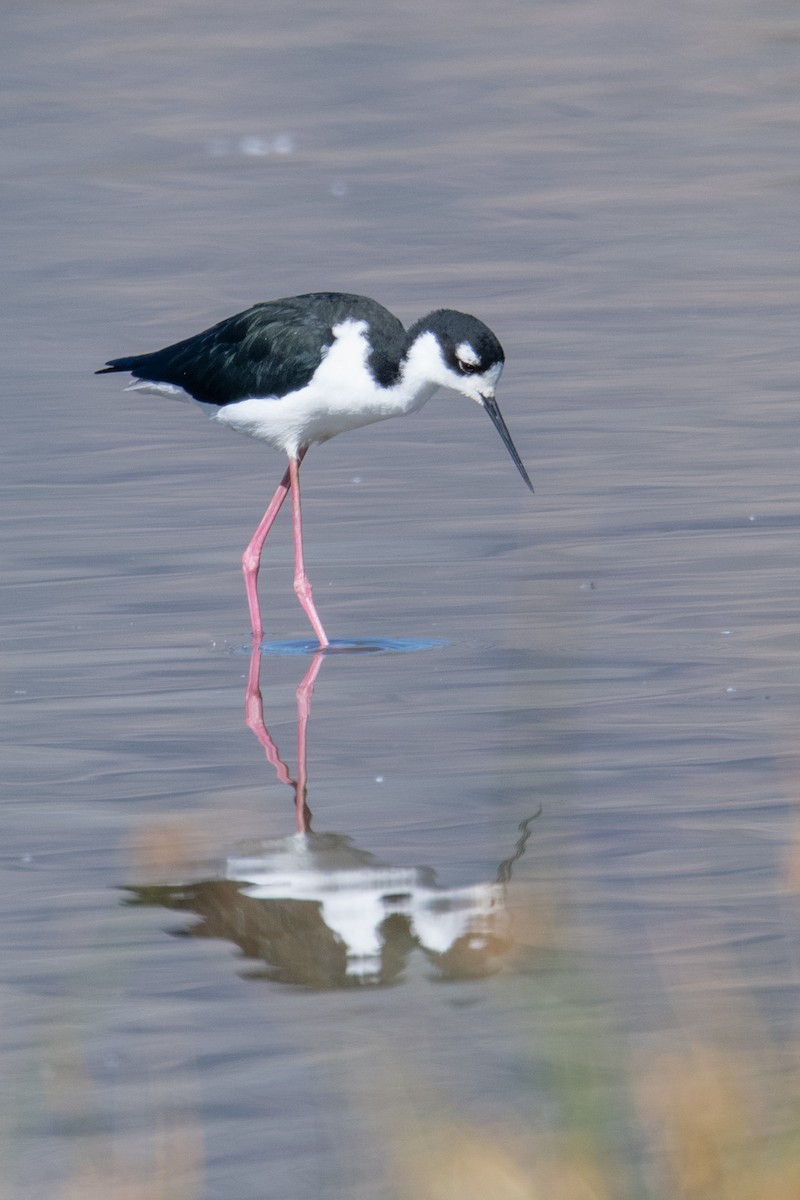 Black-necked Stilt - ML624151552