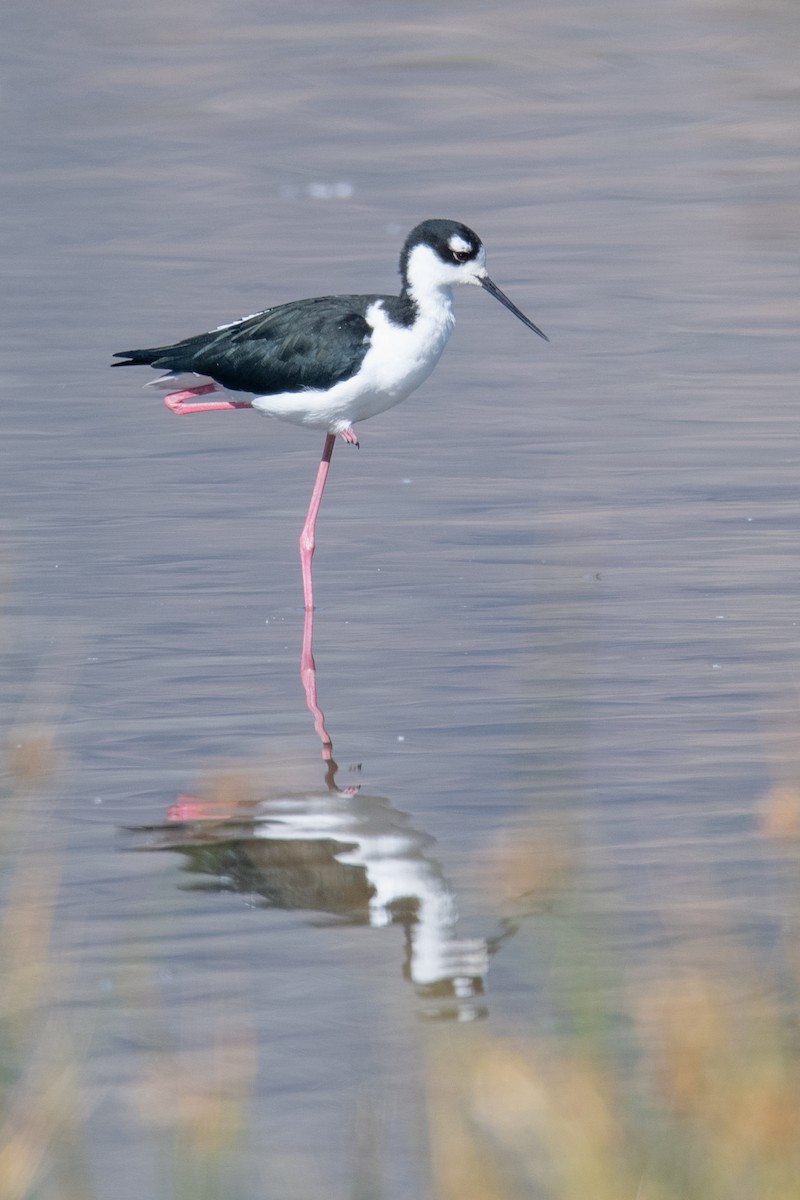 Black-necked Stilt - ML624151553