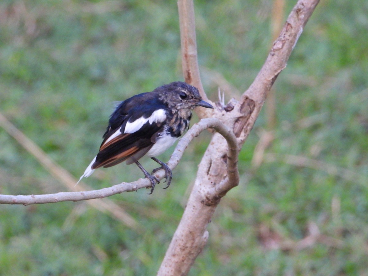 Indian Robin - ML624151572