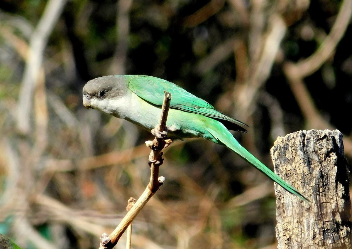 Gray-hooded Parakeet - ML624151610