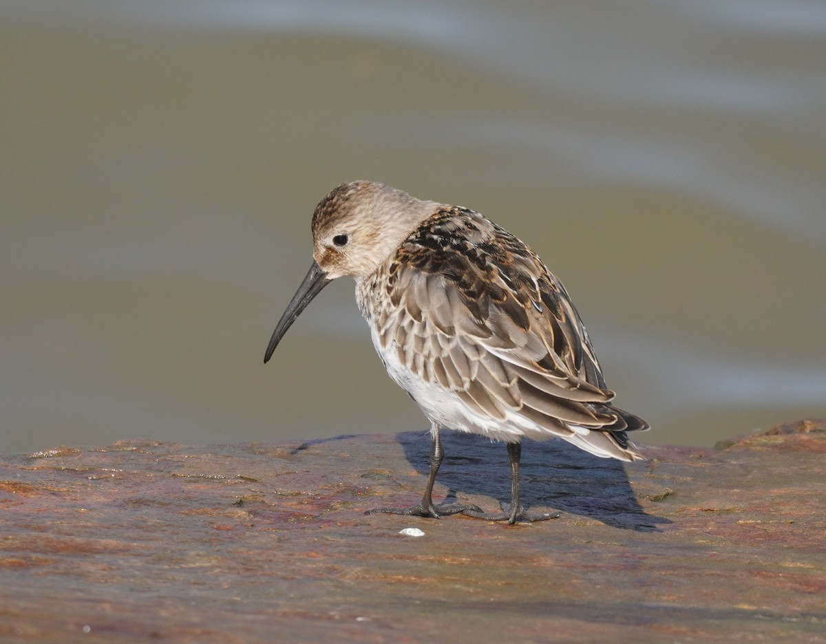 Dunlin - ML624151656