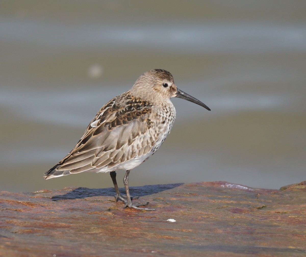 Dunlin - ML624151657