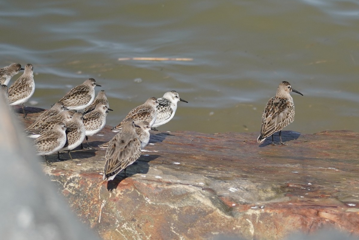 Dunlin - ML624151658