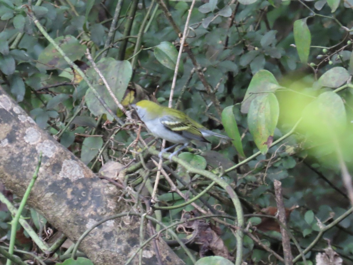 brunsideparula - ML624151664