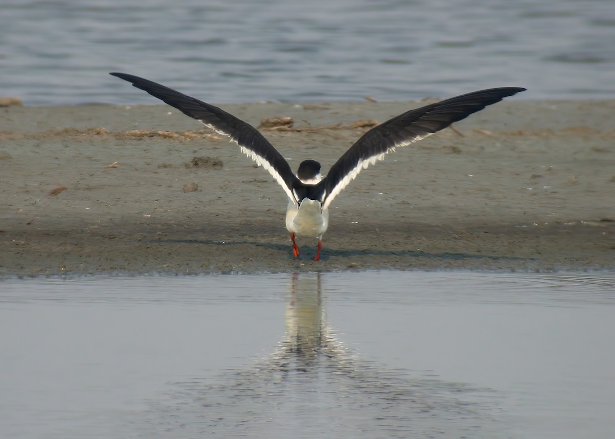 Indian Skimmer - ML624151689