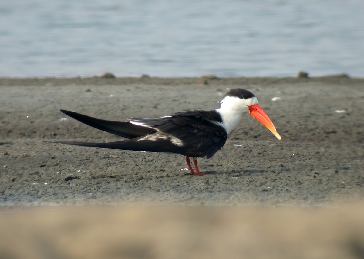 Indian Skimmer - ML624151690