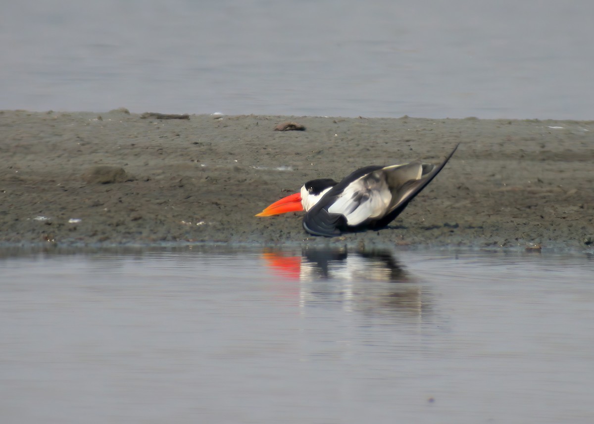 Indian Skimmer - ML624151691