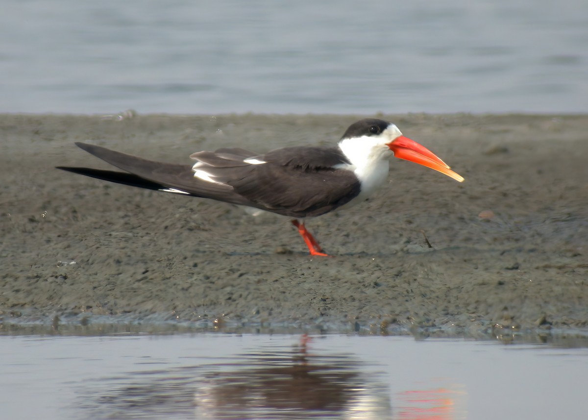 Indian Skimmer - Ayuwat Jearwattanakanok