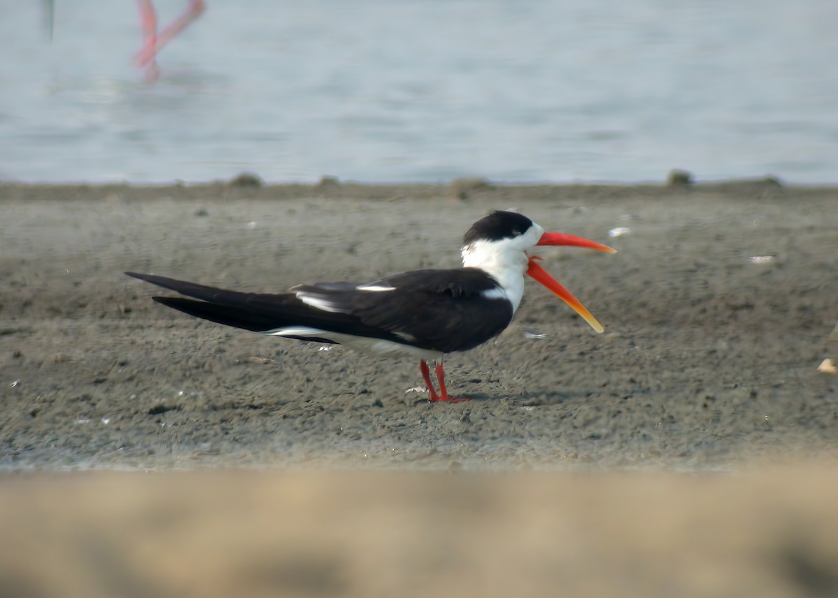 Indian Skimmer - ML624151693