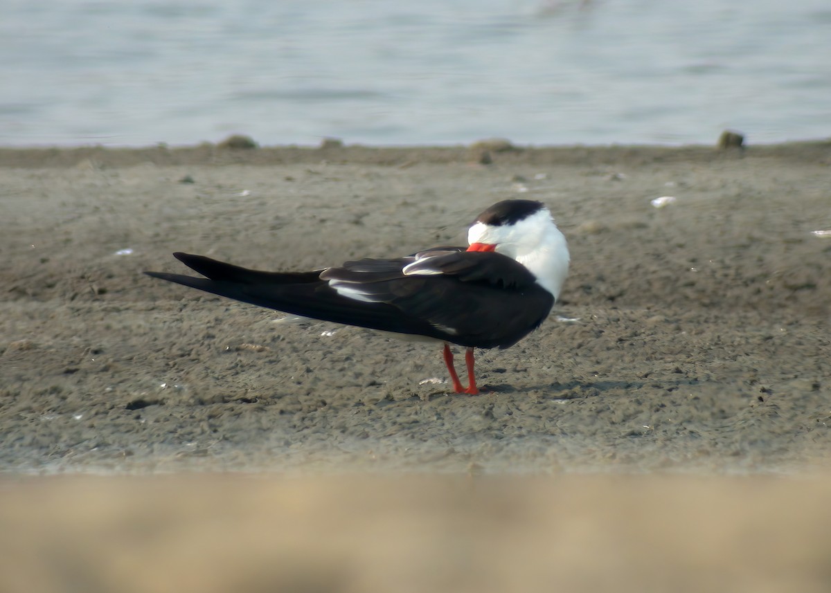 Indian Skimmer - ML624151694