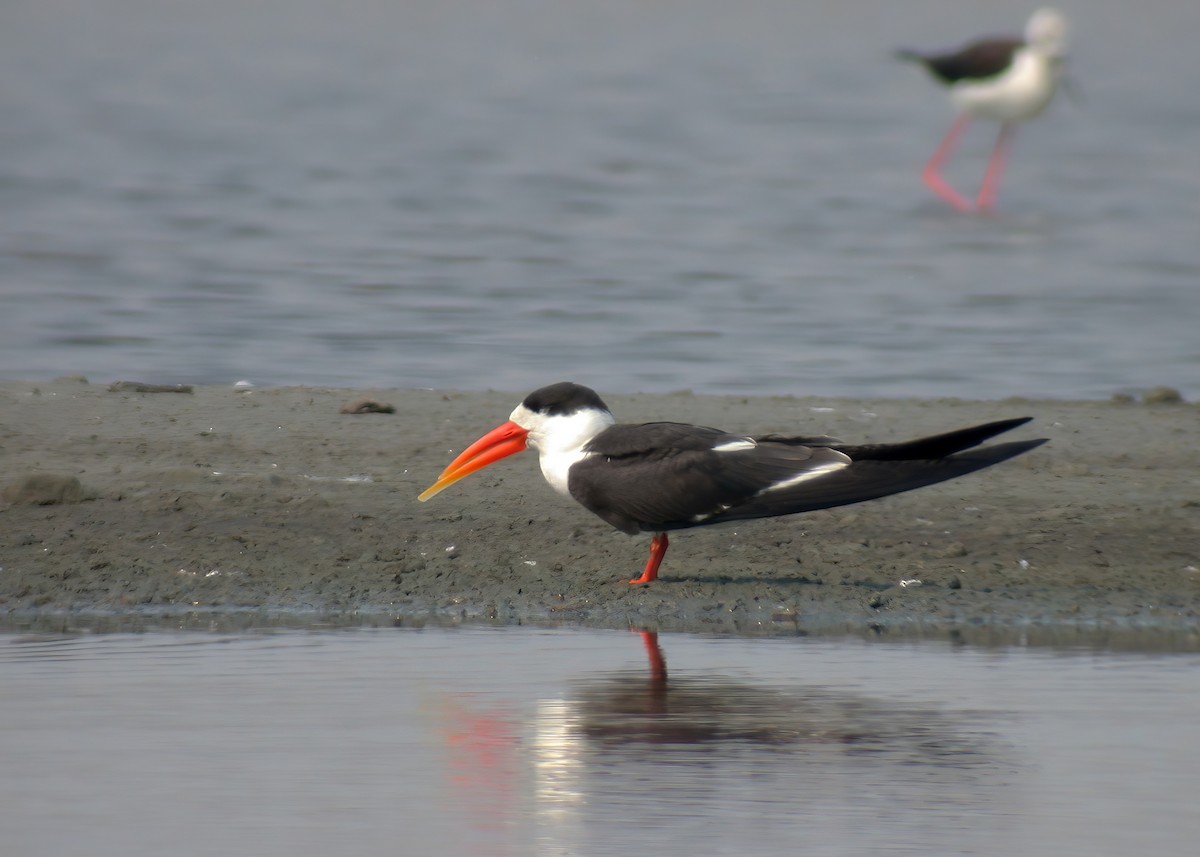 Indian Skimmer - ML624151695