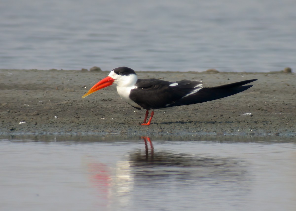 Indian Skimmer - Ayuwat Jearwattanakanok