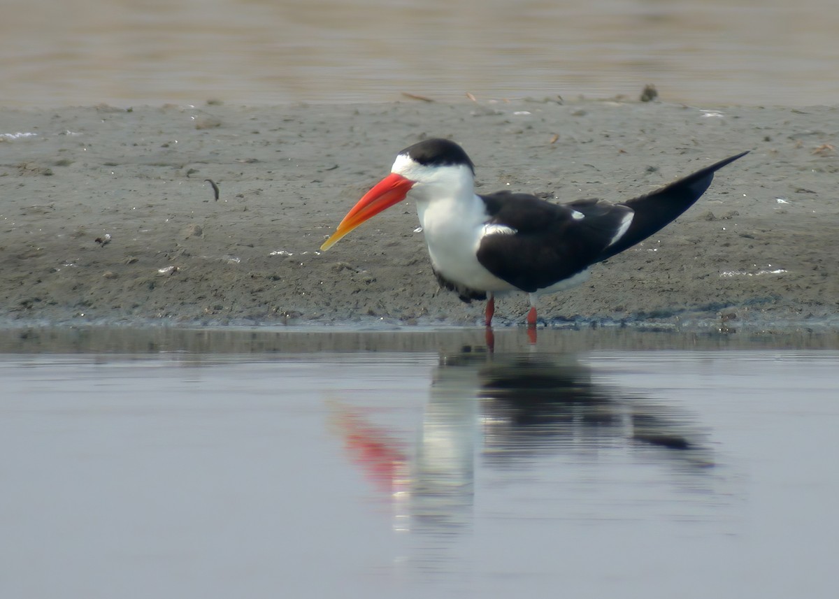 Indian Skimmer - ML624151697