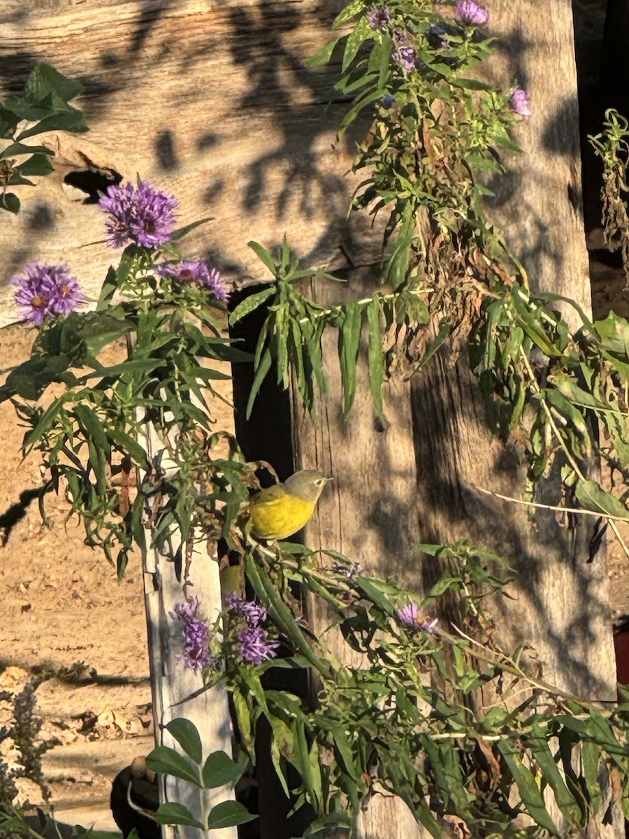 Nashville Warbler - Dan Mackesy