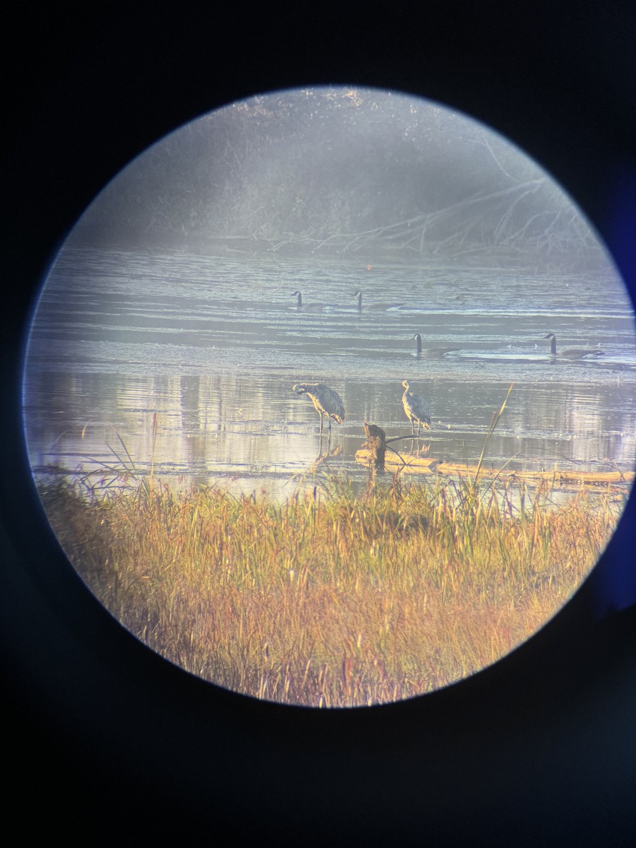 Sandhill Crane - ML624151707