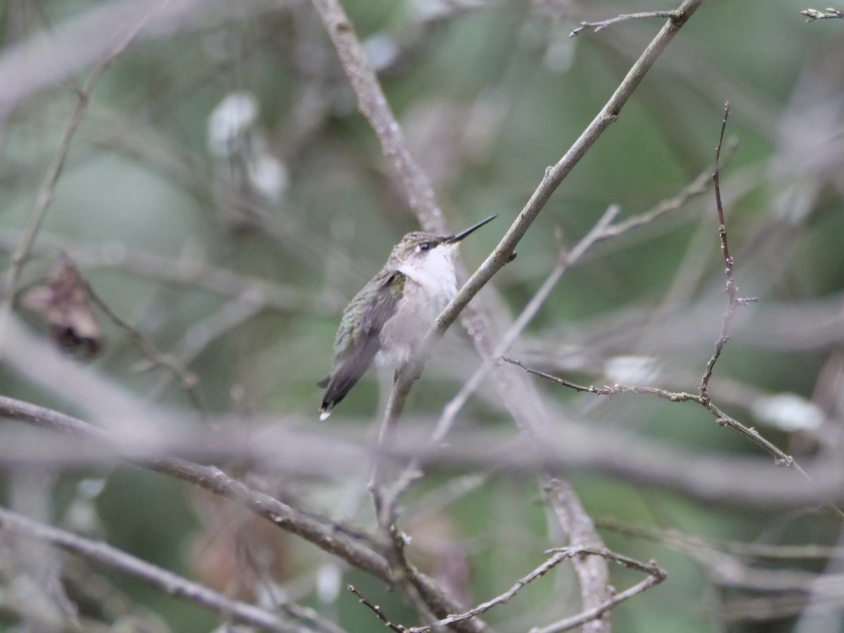 Ruby-throated Hummingbird - ML624151718