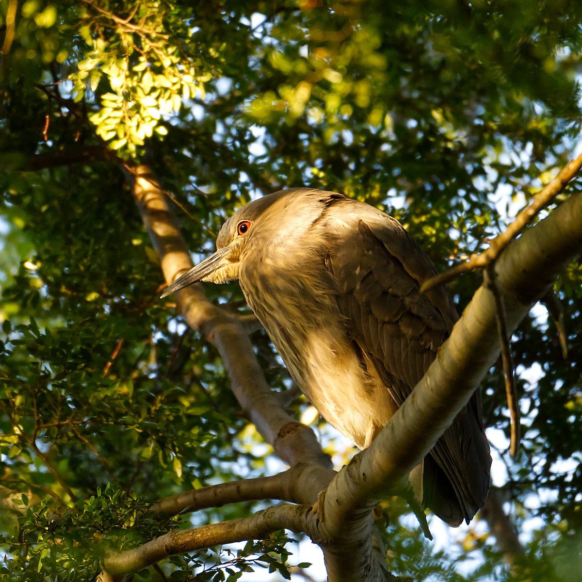 Black-crowned Night Heron - Cristian Sepulveda