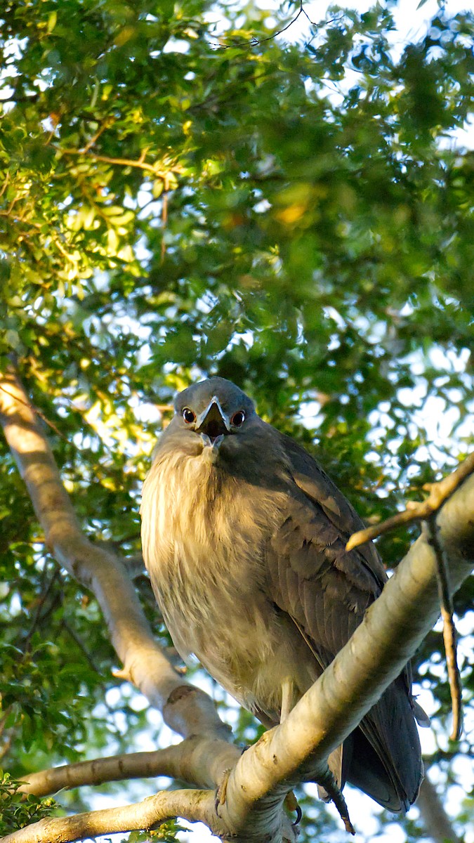 Black-crowned Night Heron - Cristian Sepulveda