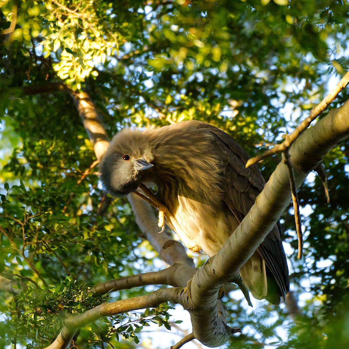 Black-crowned Night Heron - ML624151721