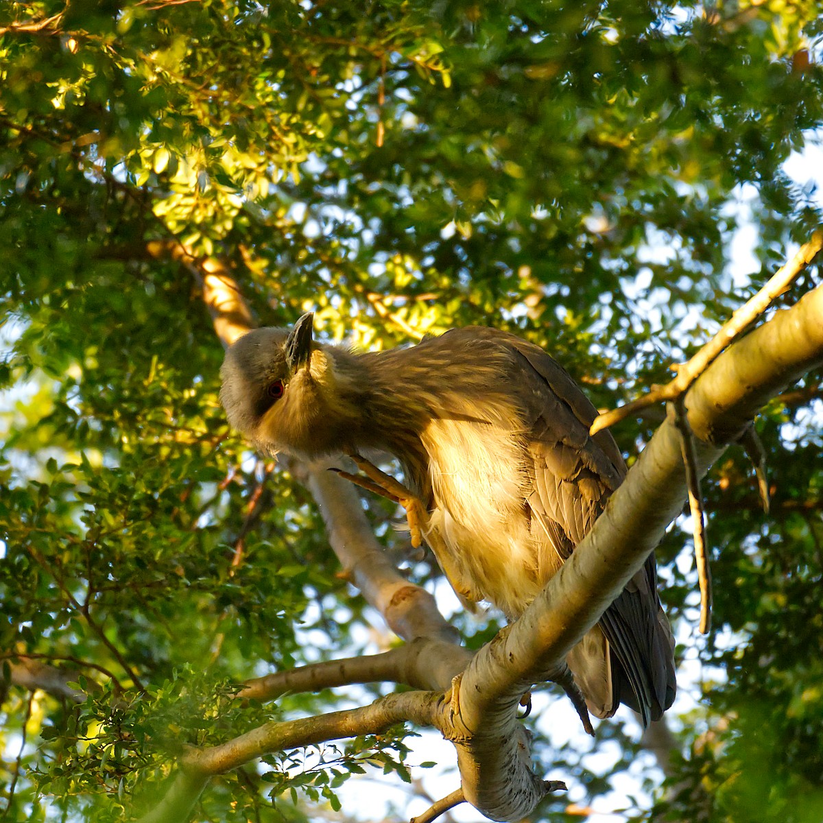 Black-crowned Night Heron - ML624151723