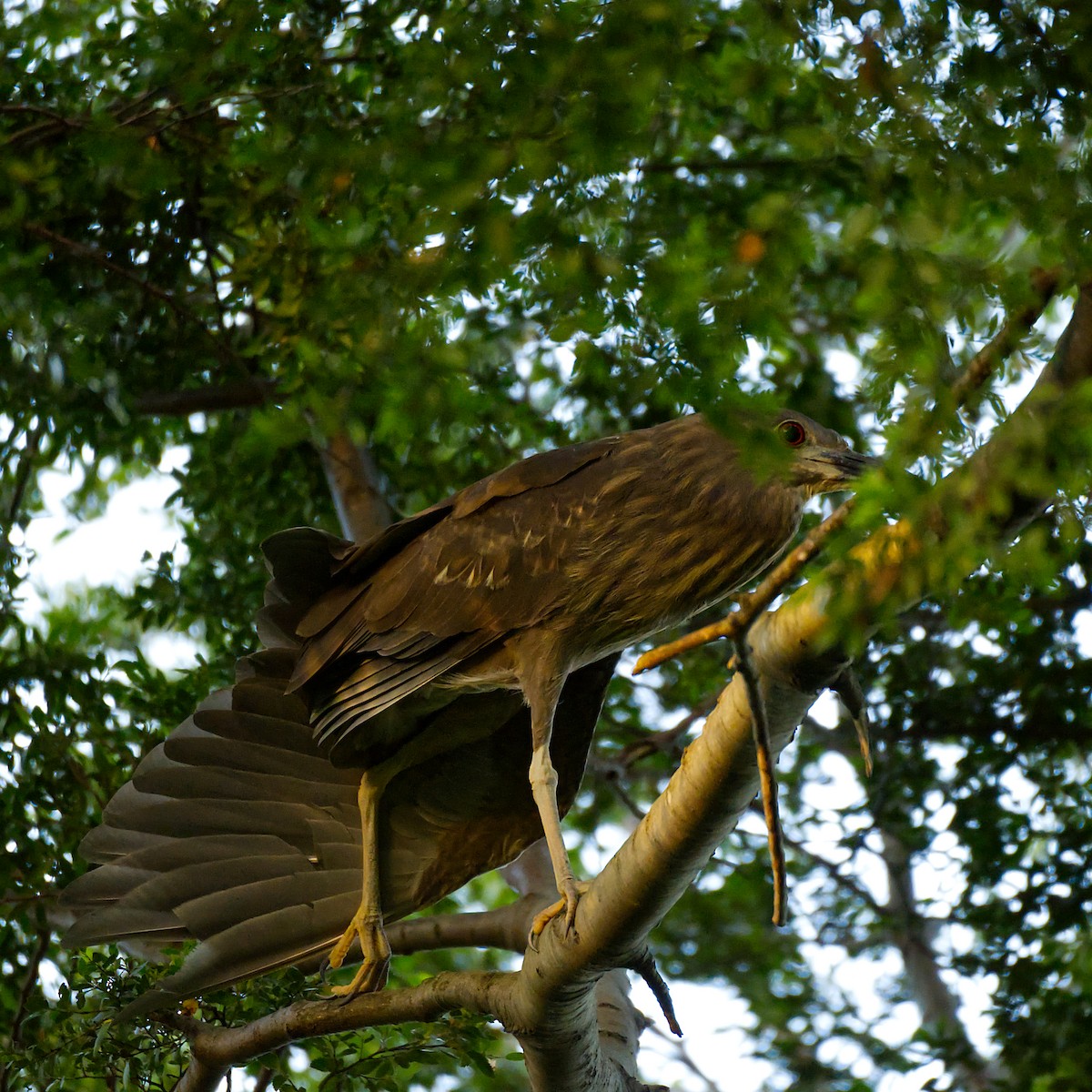 Black-crowned Night Heron - ML624151724